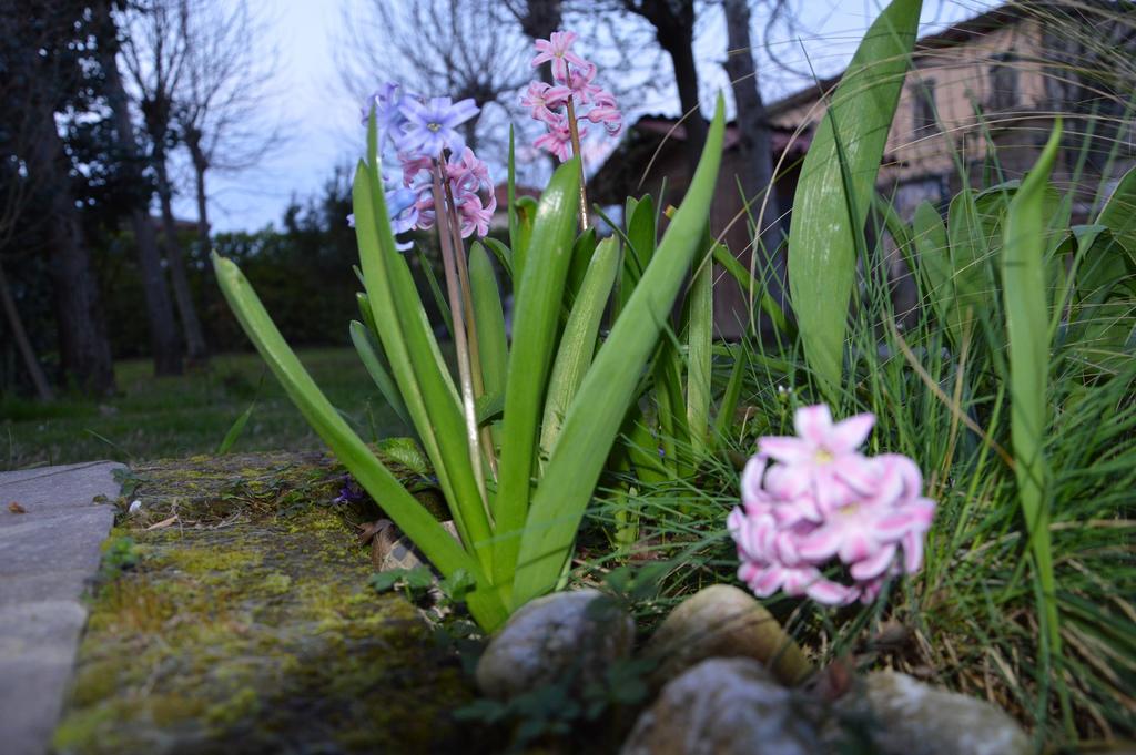 Appartamento Casa Della Nonna Noventa di Piave Ngoại thất bức ảnh