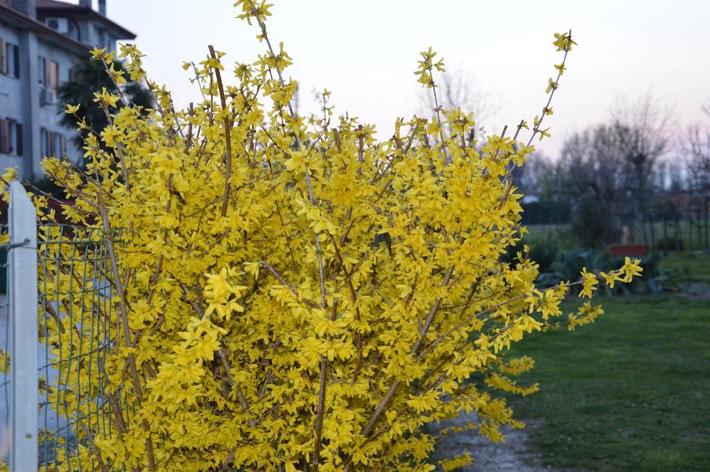 Appartamento Casa Della Nonna Noventa di Piave Ngoại thất bức ảnh
